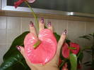 ANTHURIUM