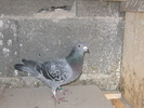 Picture 016