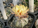 astrophytum_cv.Mysterious Lorena