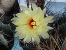 Astrophytum