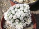 M. gracilis v.snow capp