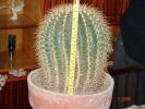 Echinocactus grusonii