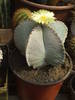 Astrophytum miriostygma