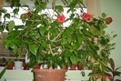 ibiscus inflorit iarna