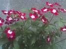 VERBENA