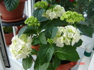 DSC02584