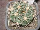 Gymnocalycium carminanthum