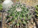 Mammillaria