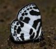 120px-Banded_Blue_Pierrot