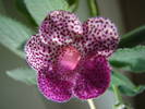 Kohleria Ampallang 9