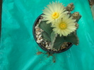 Astrophytum  coahuilense