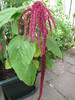 Amaranthus 1 aug 2009 (2)