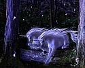 unicorns-1