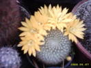 43-Rebutia glomeriseta