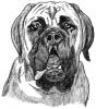 Old English Mastiff1