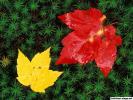 autumn-leaves-on-forest-floor-vermont_800