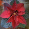 Poinsettia (Euphorbia) pulcherrima