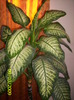 Dieffenbachia