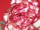 DSCF6591