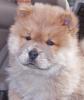 puiutz chow chow 9