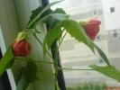 abutilon.