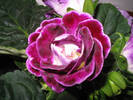 Gloxinia mov involt 3