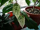 Frunze de Hibiscus Surinam (variegate)
