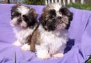 4132-SHIH-TZU[1]