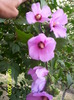 Hibiscus syriacus