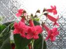 Kohleria Tane 9