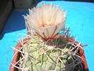 Coryphantha poselgeriana - 24.06