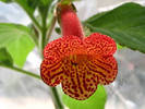 Kohleria Carl 3