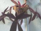 tradescantia pallida