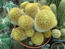 DSC04203