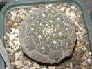 Gymnocalycium obductum