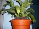 Flori 2008 
