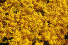 PLANTS02