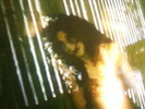 imggor (18)