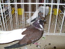 Picture 045