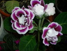 Gloxinia mov tigrinat