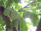 PICT0114