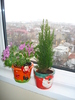 PENTAS SI BRADUTUL