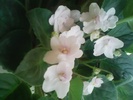 Image0007
