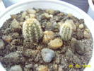 Chamaecereus Silvetri