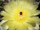 Notocactus ottonis - floare