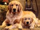 Dogs Wallpaper_ Poze cu Catei 2