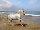 un poney(cal) dus la plaja