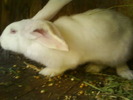 Urias German alb femela 3 luni