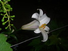 DSCI0861
