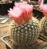 notocactus_gutierrezii2